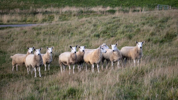 istock A flock of Sheep 1283958438