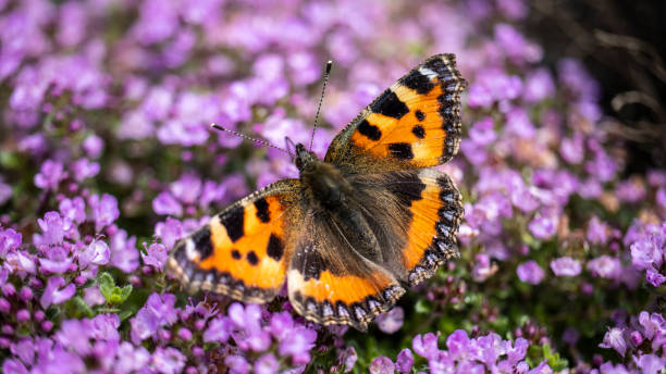 A Small Tortoiseshell Butterfly A Small Tortoiseshell Butterfly resting on some flowers small tortoiseshell butterfly stock pictures, royalty-free photos & images