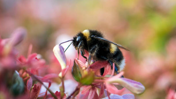 istock A Bumble Bee collecting pollen 1283958501