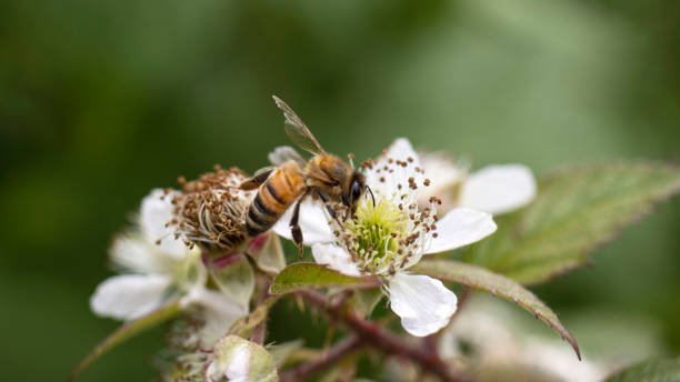 istock A Honey Bee collecting pollen 1283958526