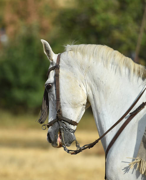 istock Head of horse 1283960925