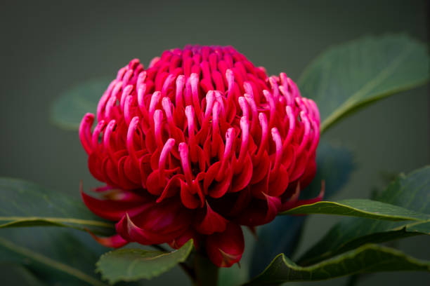 One red waratah (Telopea speciosissima), New South Wales State Flower, Australia. Photographed in natural bush setting.