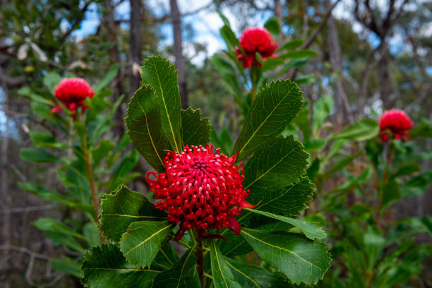Waratah Flower, New South Wales, Australia One red waratah (Telopea speciosissima), New South Wales State Flower, Australia. Photographed in natural bush setting. telopea stock pictures, royalty-free photos & images