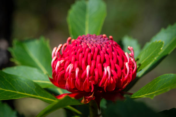 istock Waratah Flower, New South Wales, Australia 1283965163