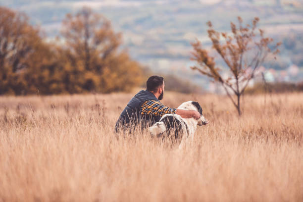 The best friends A young man walks with a big central asian shepherd dog on a meadow kangal dog stock pictures, royalty-free photos & images