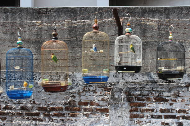 istock Colorful Birdcage and Love Bird Hanging 1283966886