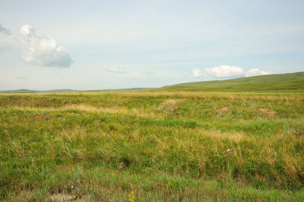 istock Hilly, endless steppes, sown with grass under a blue summer sky with white cumulus clouds. 1283967831