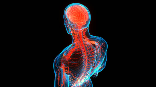 istock Central Organ of Human Nervous System Brain Anatomy 1283969739