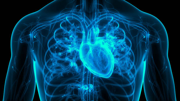 анатомия сердца внутренней системы внутренних органов человека - pulse trace human cardiovascular system heart shape heart disease стоковые фото и изображения