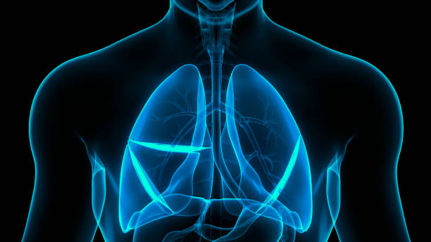 istock Human Respiratory System Lungs Anatomy 1283969825