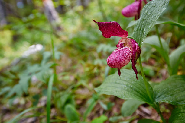 istock Wild forest rare Orchid. The lady's slipper. 1283969973