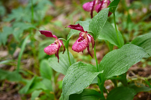Close-up of exotic wild forest orchids. Plant slipper Cypripedium macranthos lady.