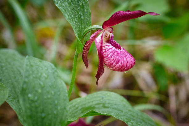 istock Wild forest rare Orchid. The lady's slipper. 1283970033