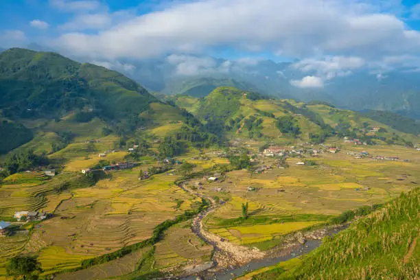 Beautiful Panorama Top view of growing golden paddy rice field in Tavan local village with fansipan mountain and blue sky in background, Sapa, Laocai , Northwest of Vietnam