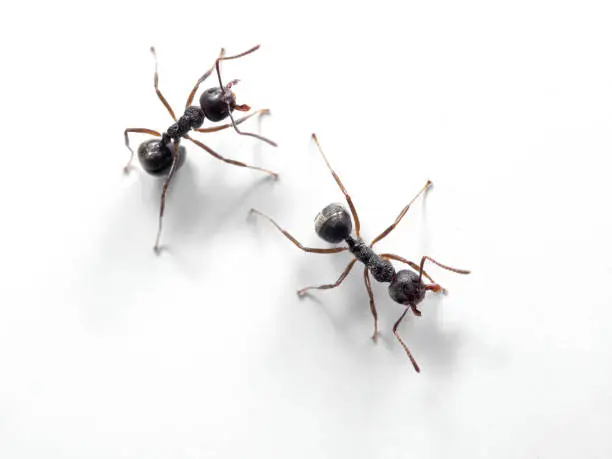 Macro Photography of Two Black Ants on White Wall