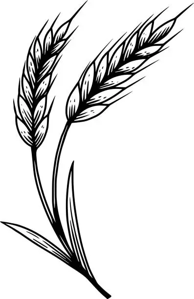Vector illustration of Illustration of wheat spikelet in engraving style. Design element for poster, card, banner, sign. Vector illustration