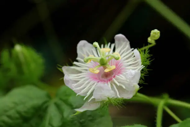 coconut fetid passionflower with leaf green