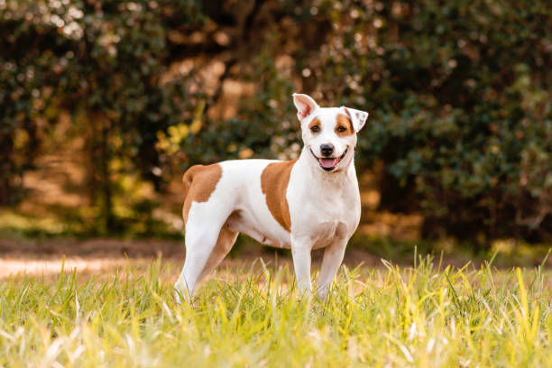 istock Pitbull mix dog enjoying a sunny day at the park 1283981382