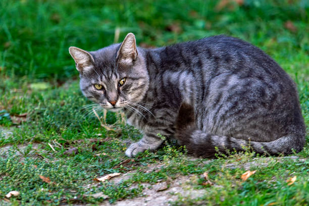 istock Grey striped country cat. Pet. Shooting in nature. Side view. 1283982245