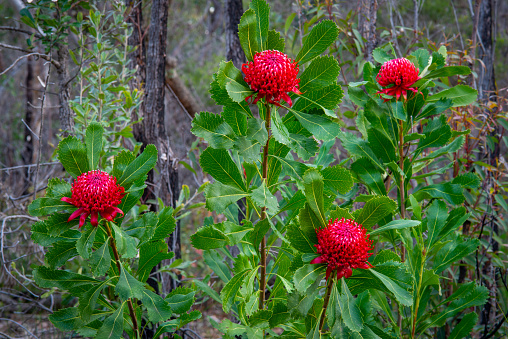 Waratah Flowers, New South Wales, Australia\nRed waratahs (Telopea speciosissima), New South Wales State Flower, Australia. Photographed in natural bush setting.