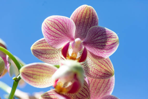 Pink Orchid Flower
