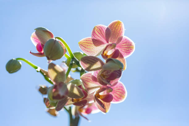 Pink Orchid Flower