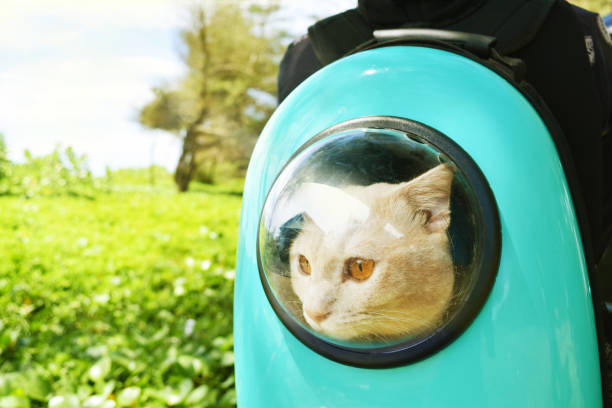 istock Cat backpack carrier with with transparent window for a walk, travelling with pets concept. 1283986622