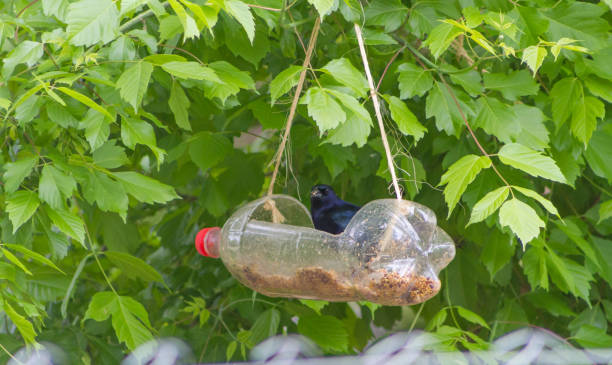 istock handcrafted bird feeders and waterers made with recycled plastic bottles 1283986637