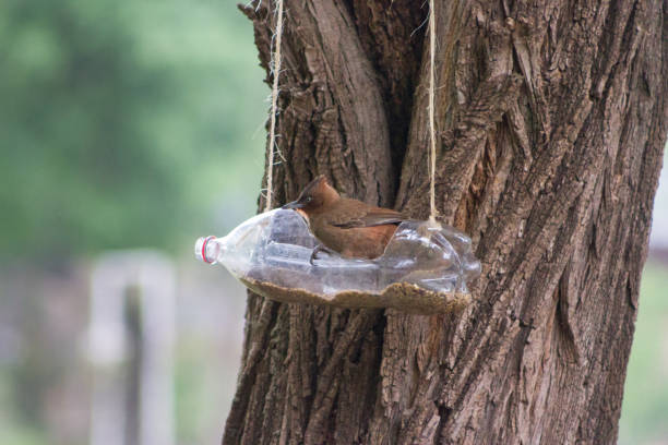 istock handcrafted bird feeders and waterers made with recycled plastic bottles 1283986644