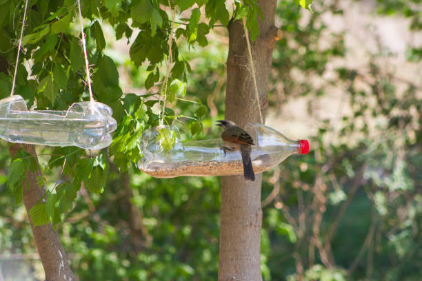 handcrafted bird feeders and waterers made with recycled plastic bottles feeders and drinkers for birds made with recycled plastic bottles bird feeder photos stock pictures, royalty-free photos & images