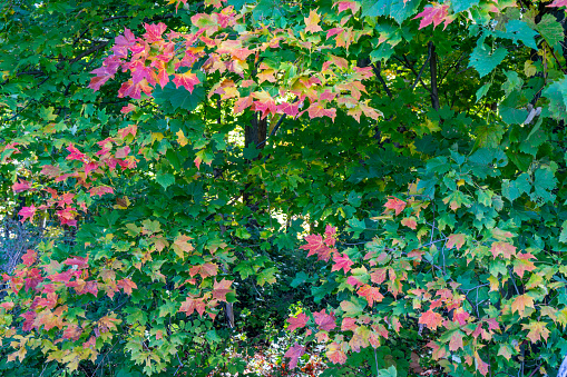 AERIAL: Magnificent leafy forest treetops in colorful shades of autumn season. Beautiful woodland with amazing golden yellow colored foliage. Colorful fall season shades spreading across countryside.