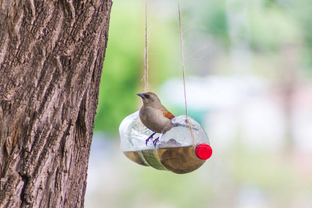 feeders and drinkers for birds made with recycled plastic bottles