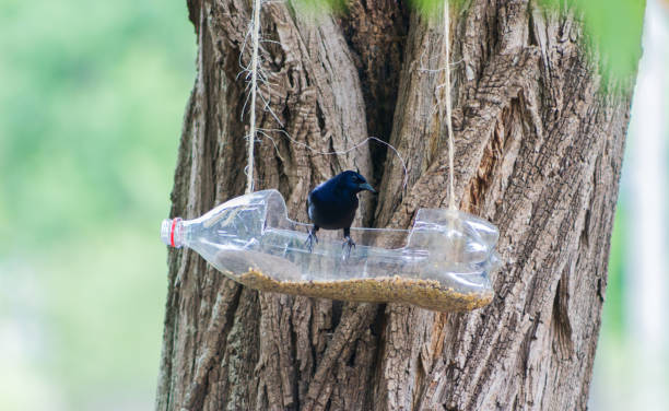 istock handcrafted bird feeders and waterers made with recycled plastic bottles 1283986820