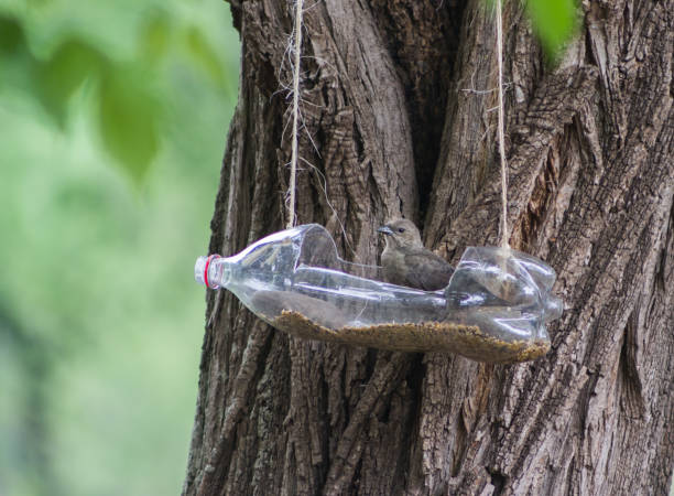 istock handcrafted bird feeders and waterers made with recycled plastic bottles 1283986821