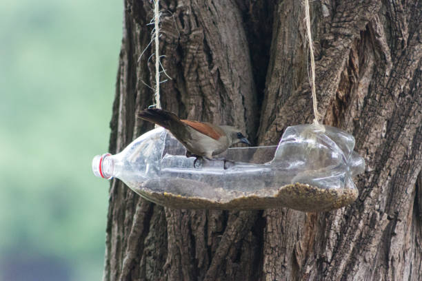 istock handcrafted bird feeders and waterers made with recycled plastic bottles 1283987375