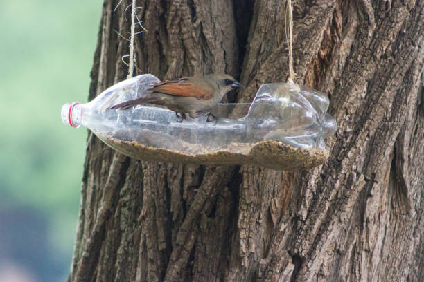 istock handcrafted bird feeders and waterers made with recycled plastic bottles 1283987378