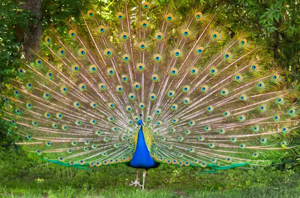 A stlzer peacock beats its wheel