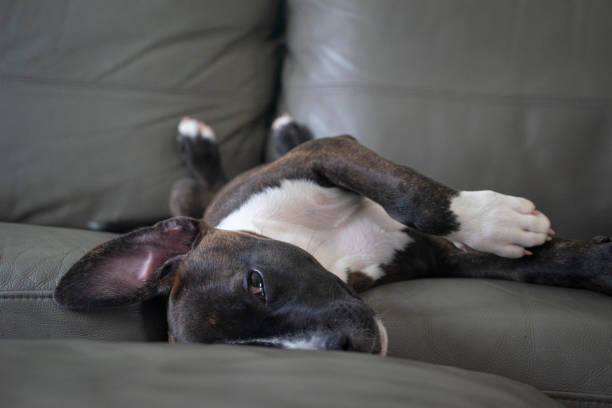 istock An american bull terrier 1283991226
