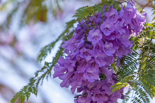 Bush flower of bougainvillea on isolated white background with copy space and clipping path. Plant tree in the garden.