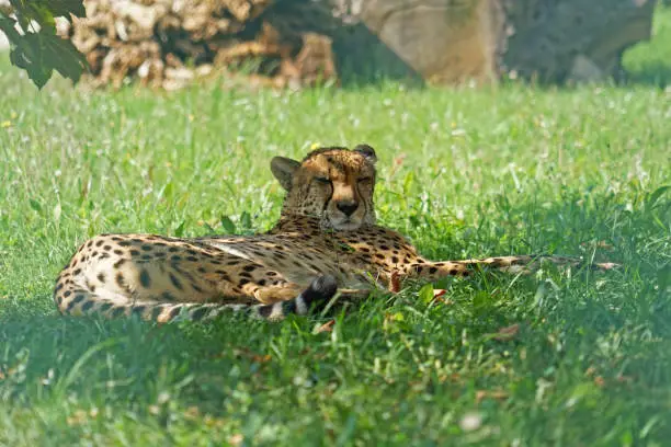 Photo of Cheetah (Acinonyx jubatus) relaxing in shade