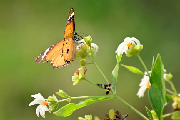 istock Butterfly sucking homey 1283992643