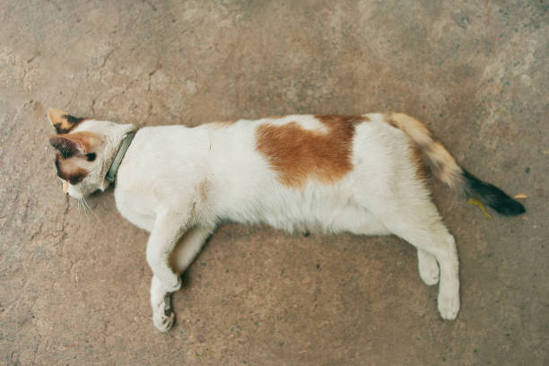 istock Cute white cat resting on the ground. 1283992651