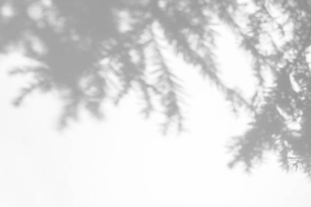 istock shadows of fir tree branches on a white wall 1283993774