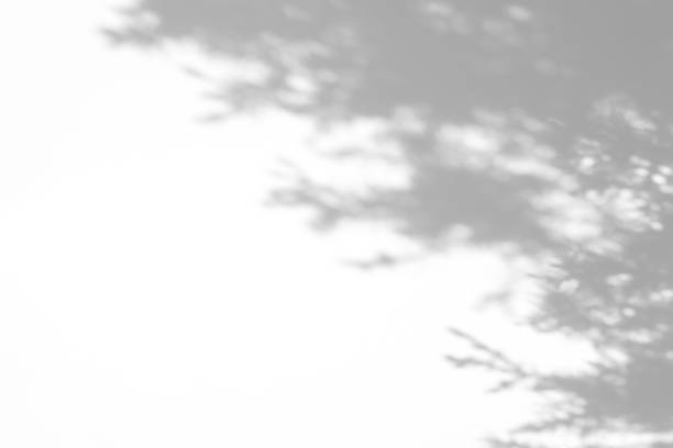 istock shadows of fir tree branches on a white wall 1283993798