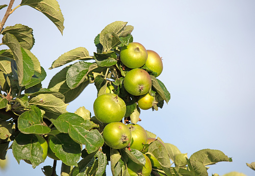 Apple tree with small growing apples, summertime