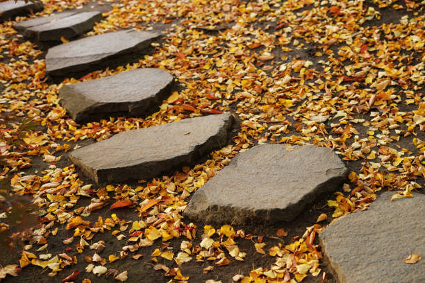 covered by yellow autumn leaves