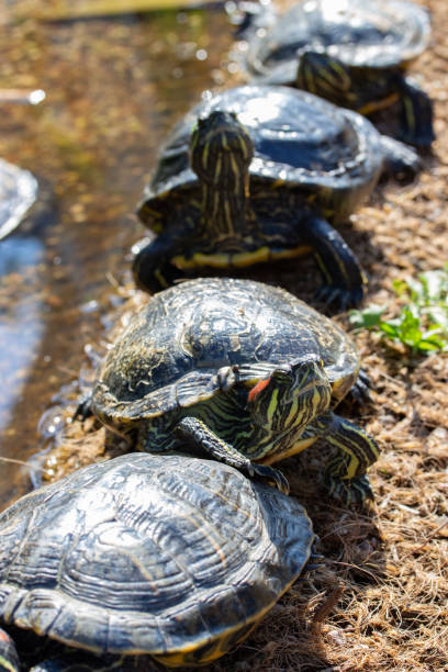 Flock of Trachemys scripta turtle on the river bank, vertical wildlife Flock of Trachemys scripta turtle on the river bank, vertical wildlife photography coahuilan red eared turtle stock pictures, royalty-free photos & images