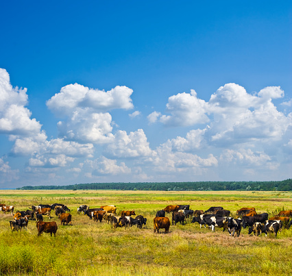 brown cow herd in a prairie
