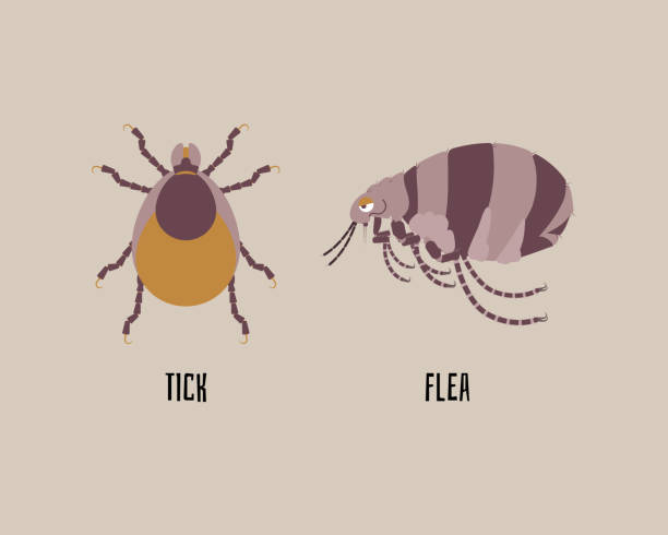 illustrazioni stock, clip art, cartoni animati e icone di tendenza di zecca e pulce, insetto, concetto di insetto - tick dog flea pets
