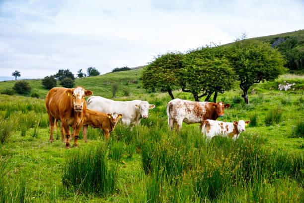 paisaje de irlanda. mágicas colinas irlandesas. isla verde con ovejas y vacas en día nublado nublado. irlanda del norte - condado de kerry fotografías e imágenes de stock